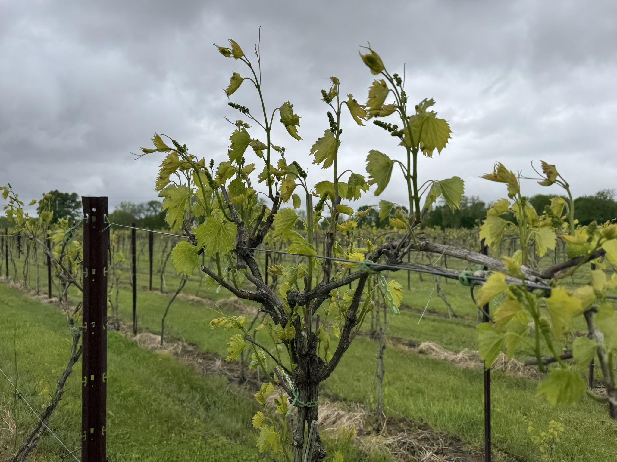 Photo 7 Grape Scouting report 5-28-2025.jpg